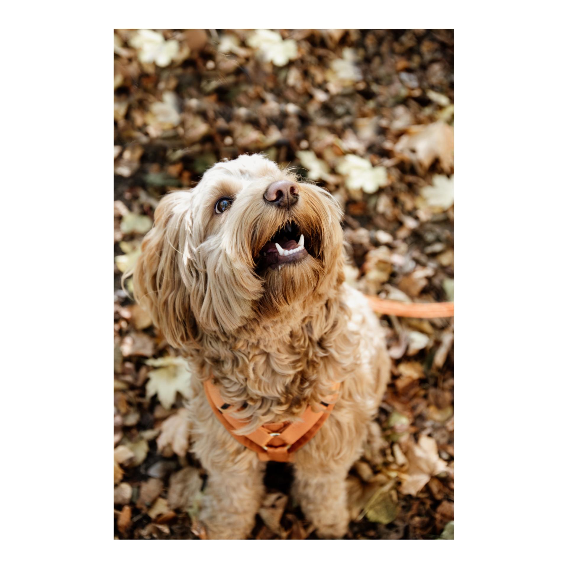 Harnais pour chien Active Velvet