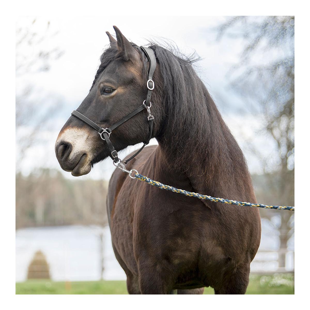 Elegantes Lederhalfter aus Fettleder