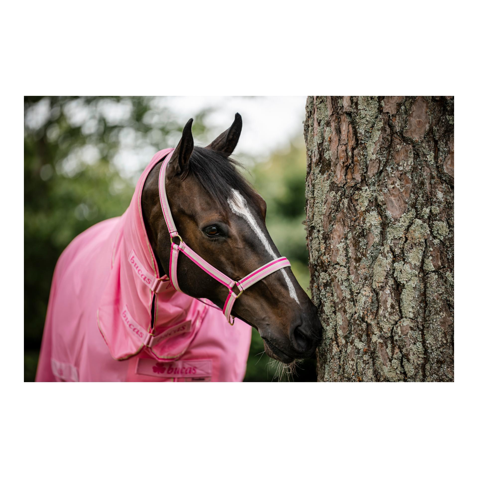 Bucas Halfter Dublin