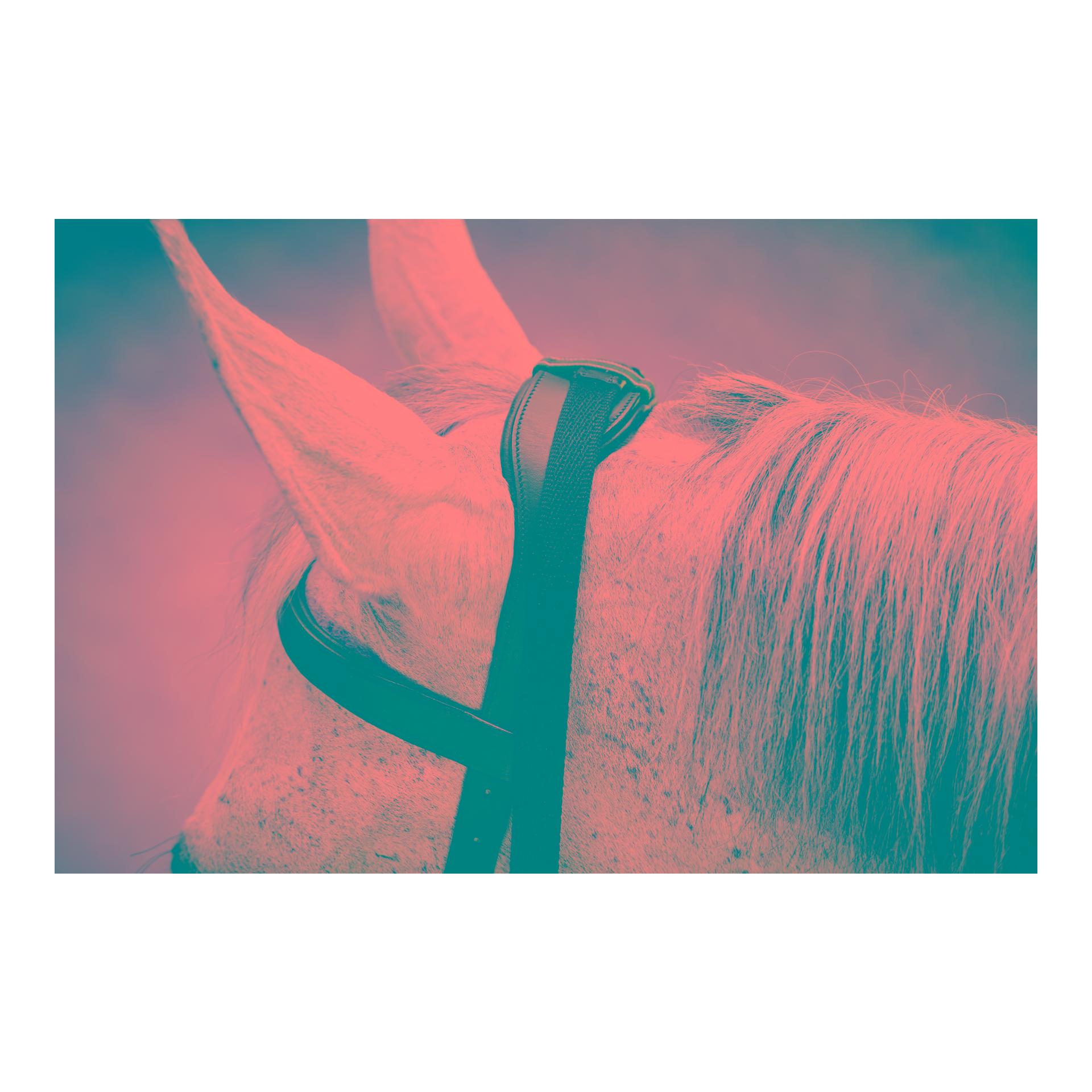 Horseware Zaum Micklem Multi