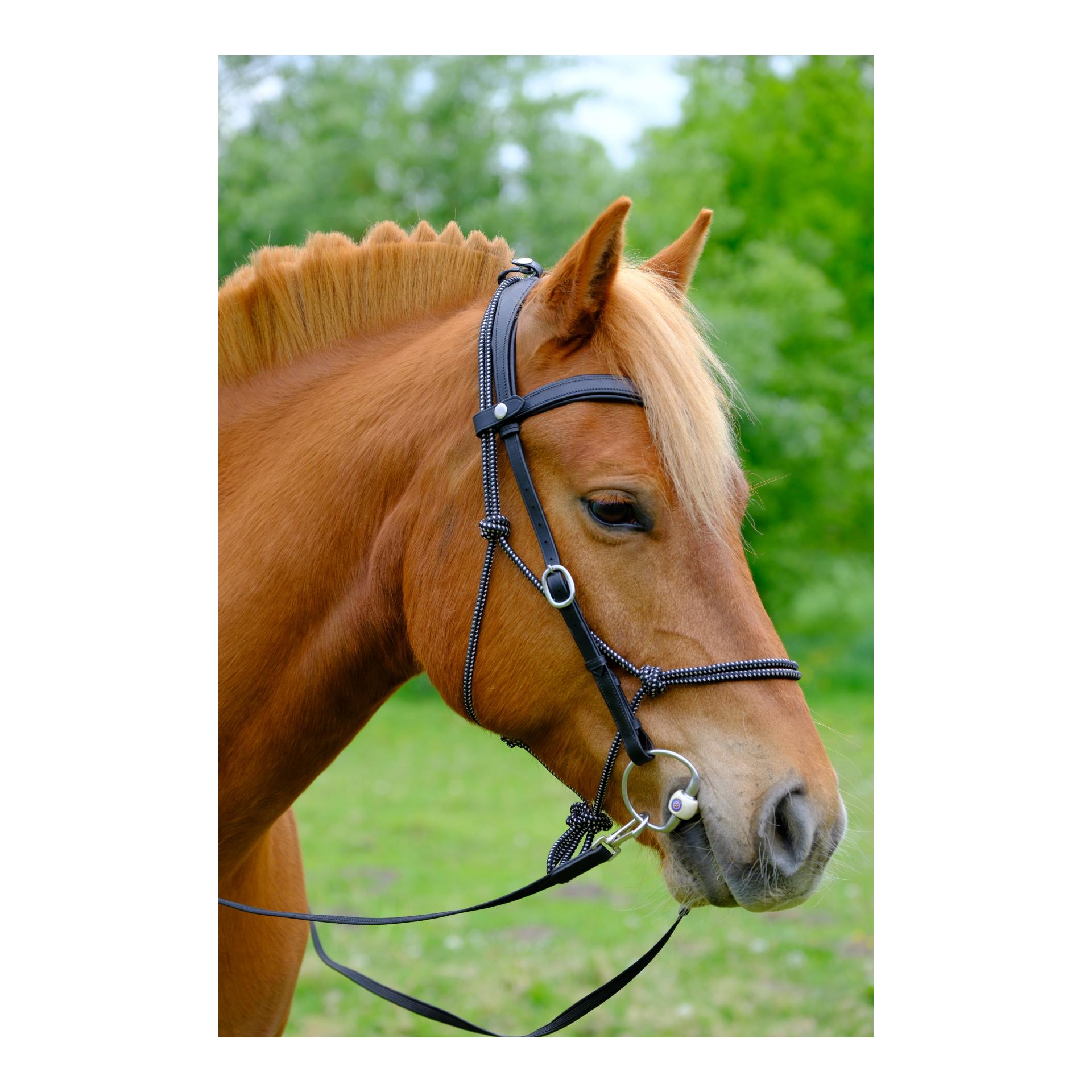 F.R.A Campari Kombitrense