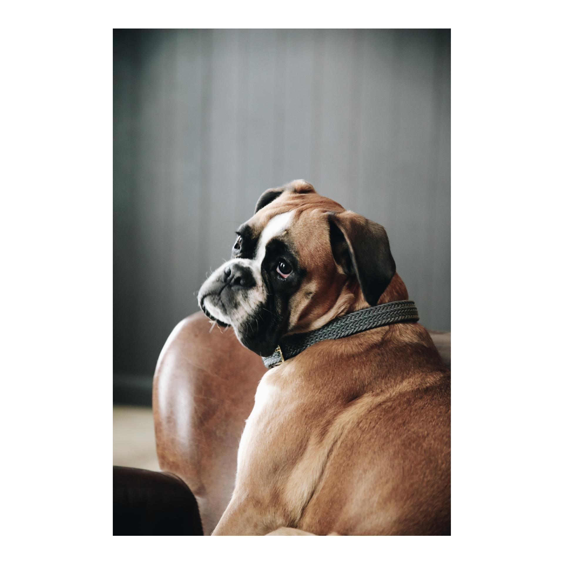 Hundehalsband Nylon geflochten - grau Hundehalsband Nylon geflochten - grau