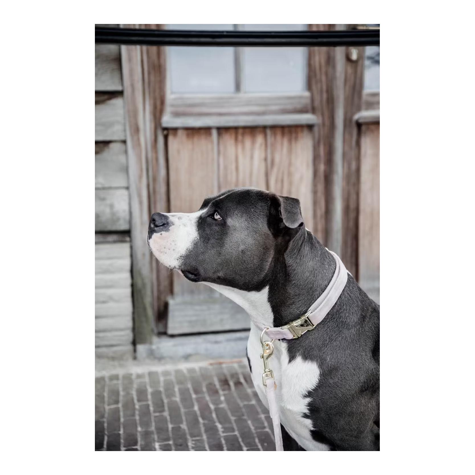 Kentucky Dogwear Hundehalsband velvet