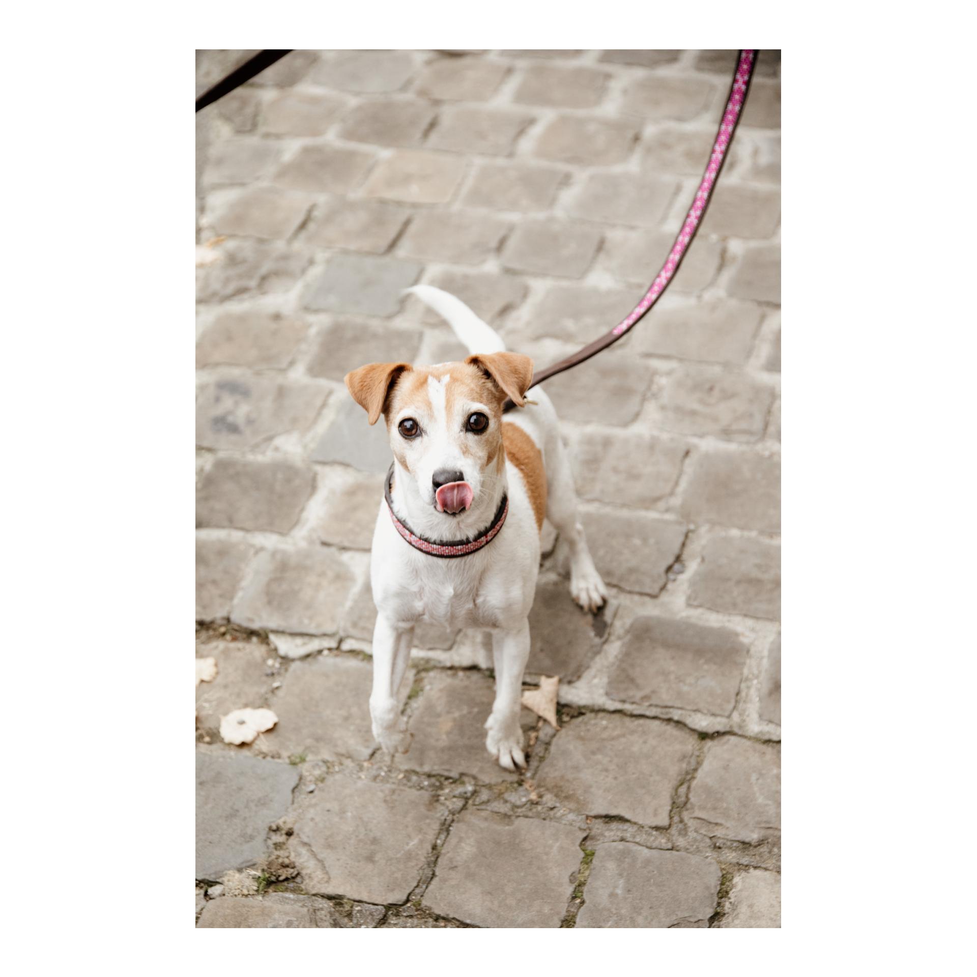 Hundeleine Handgemacht Pearls - pink