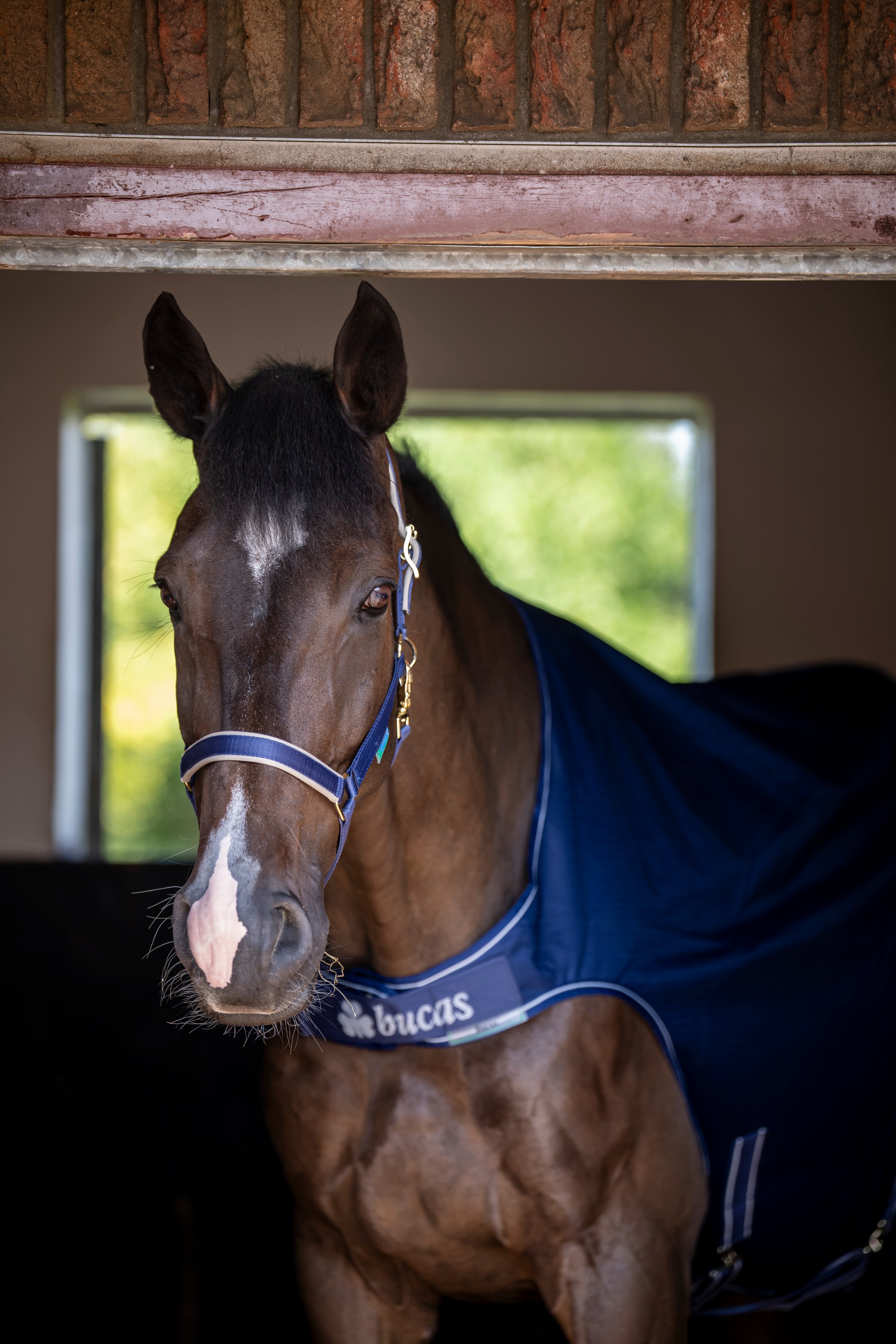 Bucas Chemise de marcheur cheval Irish Walker doublure silk feel – navy