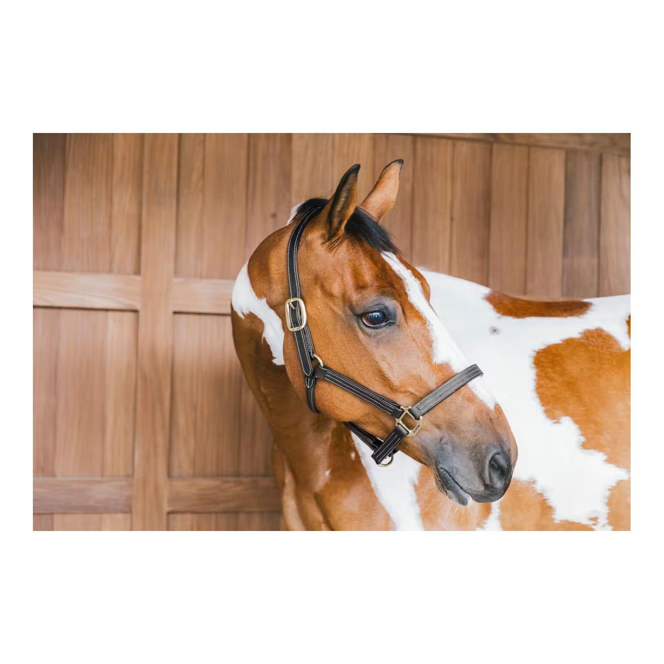 Leder Halfter Wellington Leder Halfter Wellington