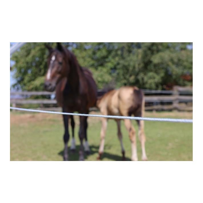 PlatinumLine corde de clôture tressée