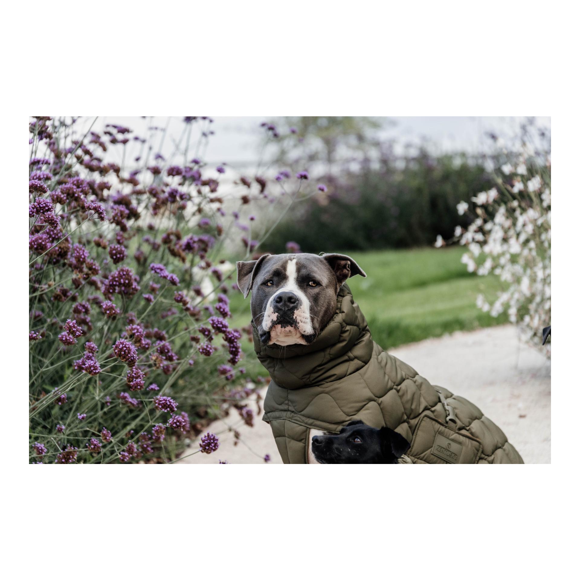 Manteau pour chien Pina - 160g