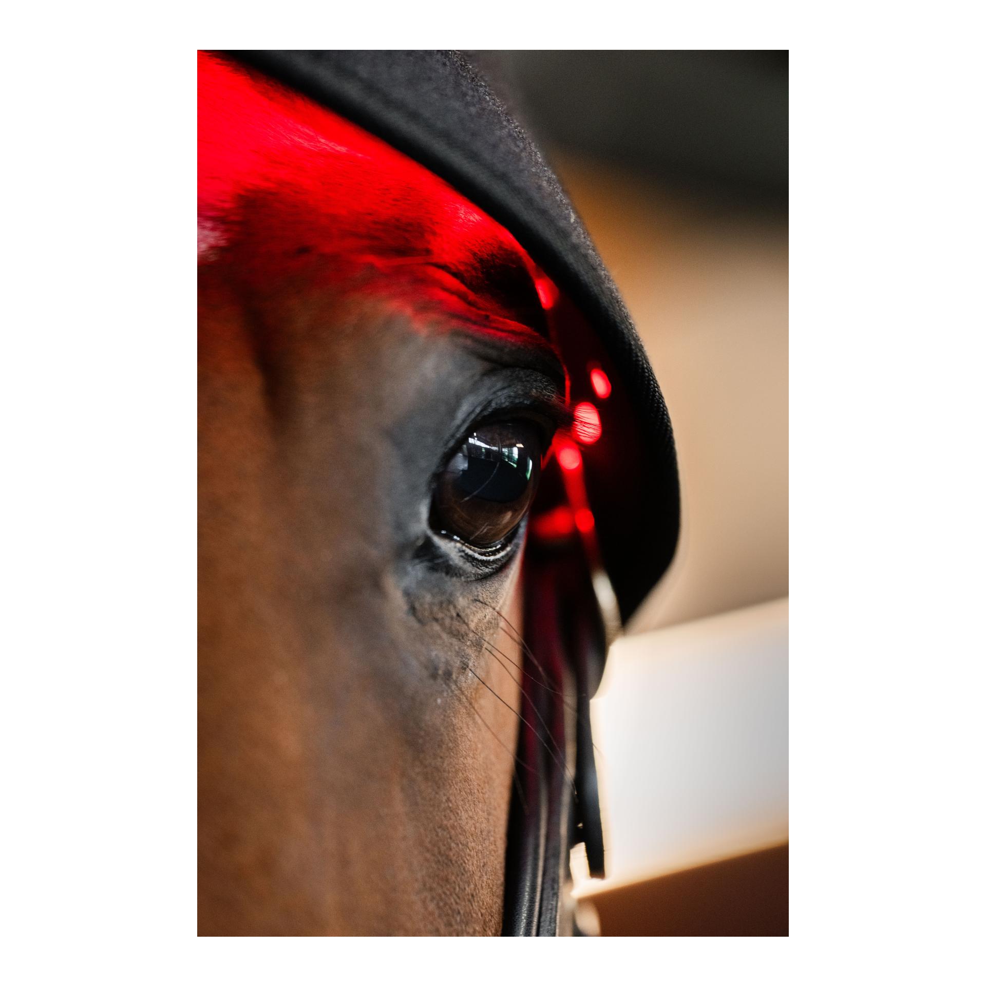 Horseware LED Red Light Therapy Poll Cap