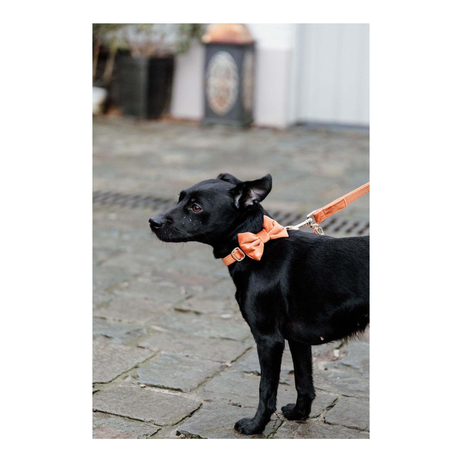 Noeud papillon velvet