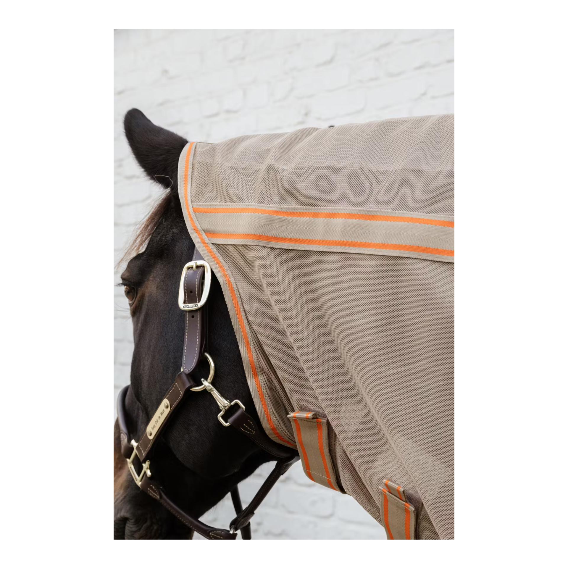 Kentucky Fliegendecke comfort
