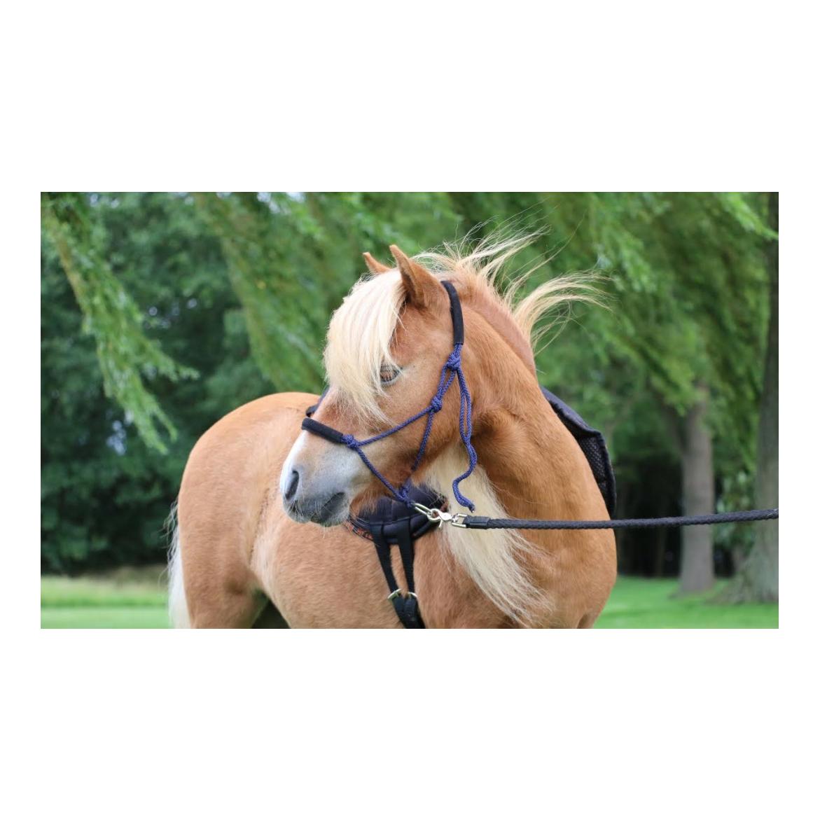 Knotenhalfter Capal Shetty - blau Knotenhalfter Capal Shetty - blau