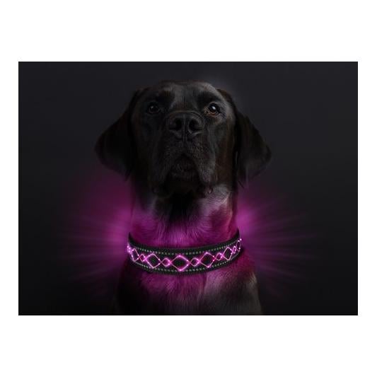 Collier lumineux pour chien "Beauty"