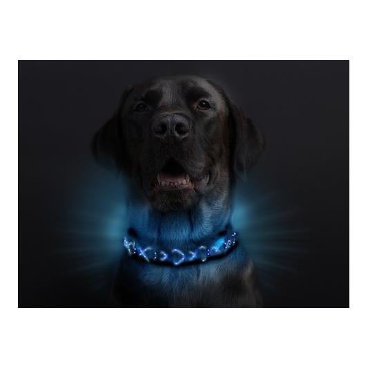 Collier lumineux pour chien "Beauty"