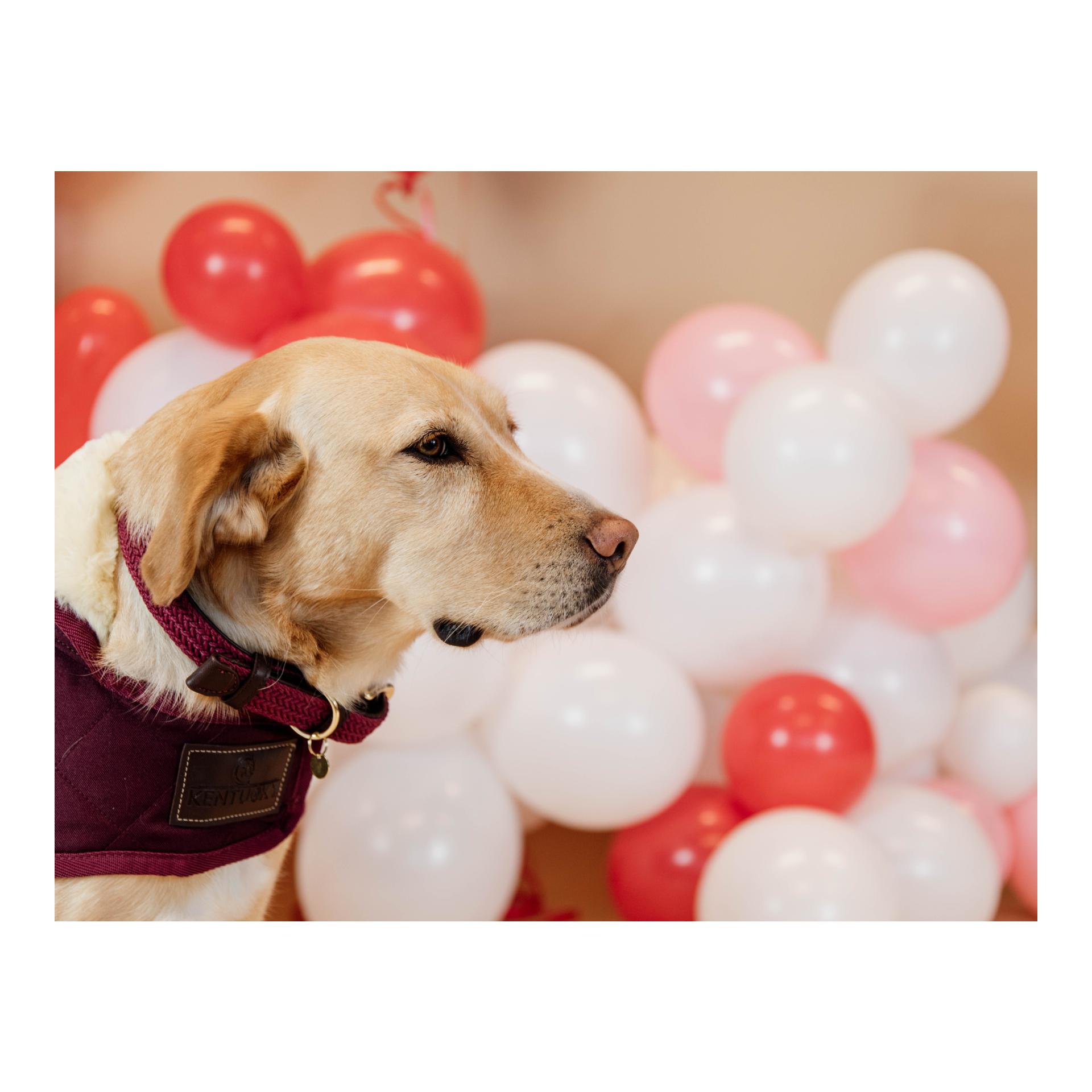 Hundehalsband Nylon geflochten - bordeaux Hundehalsband Nylon geflochten - bordeaux