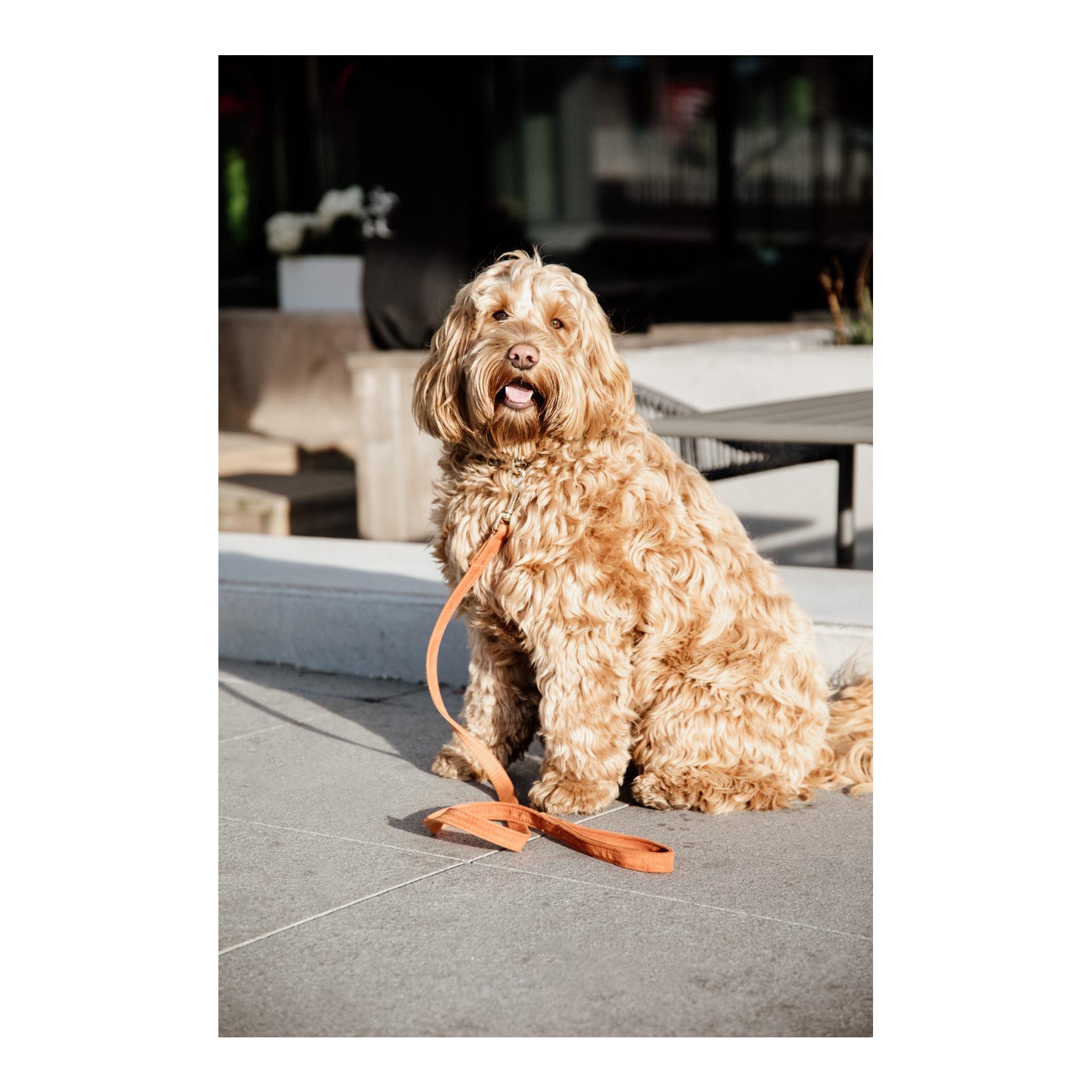 Kentucky Dogwear Laisse pour chien Velvet