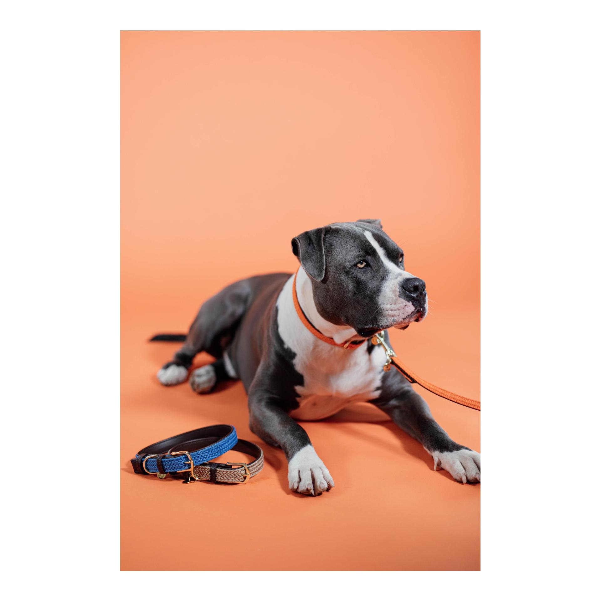 Hundehalsband Nylon geflochten