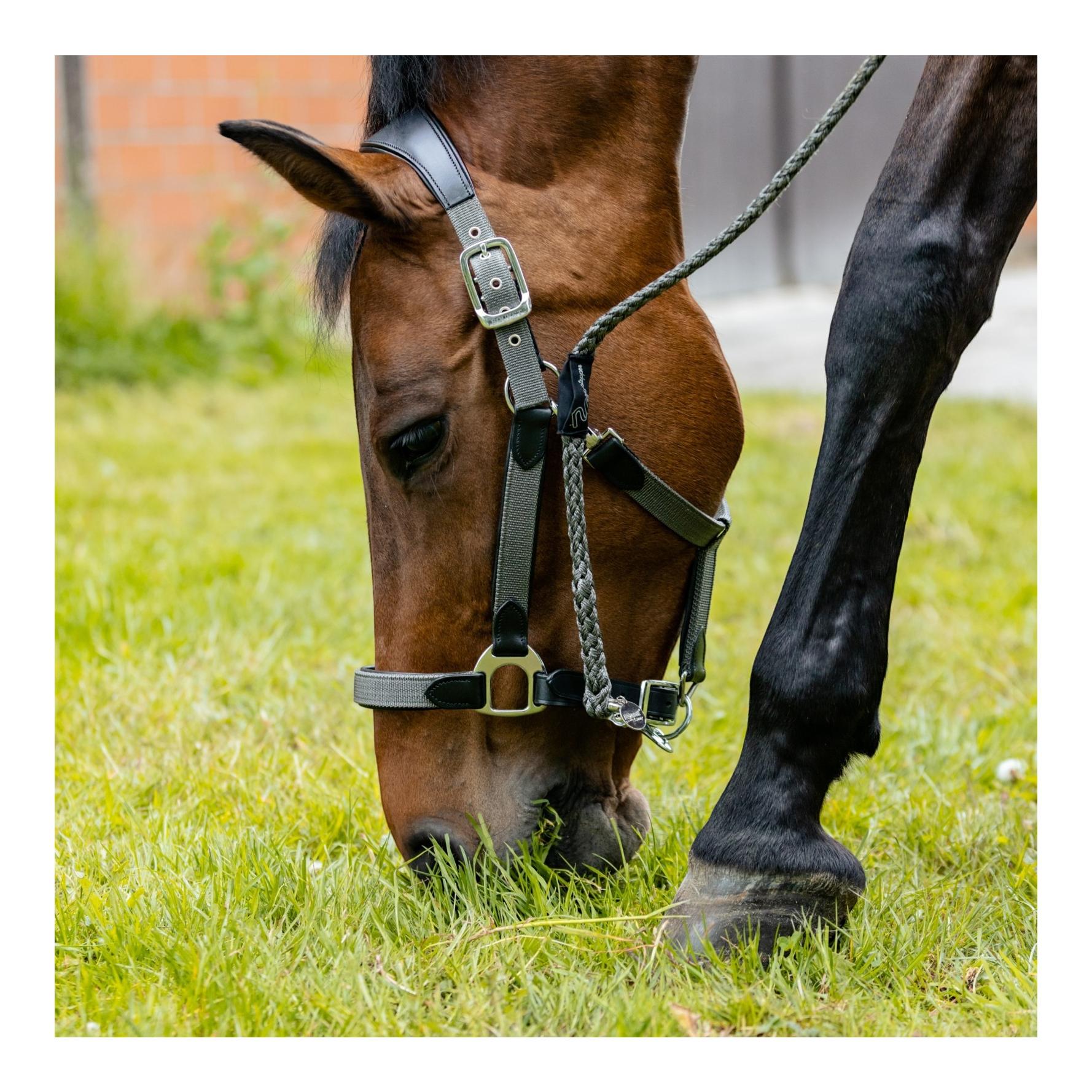 EQuest Ultimo Strick NoStepper magnetisch Karabinerhaken