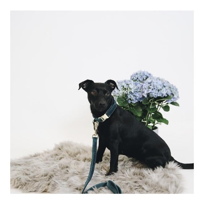 Hundeleine Velvet - emerald Hundeleine Velvet - emerald
