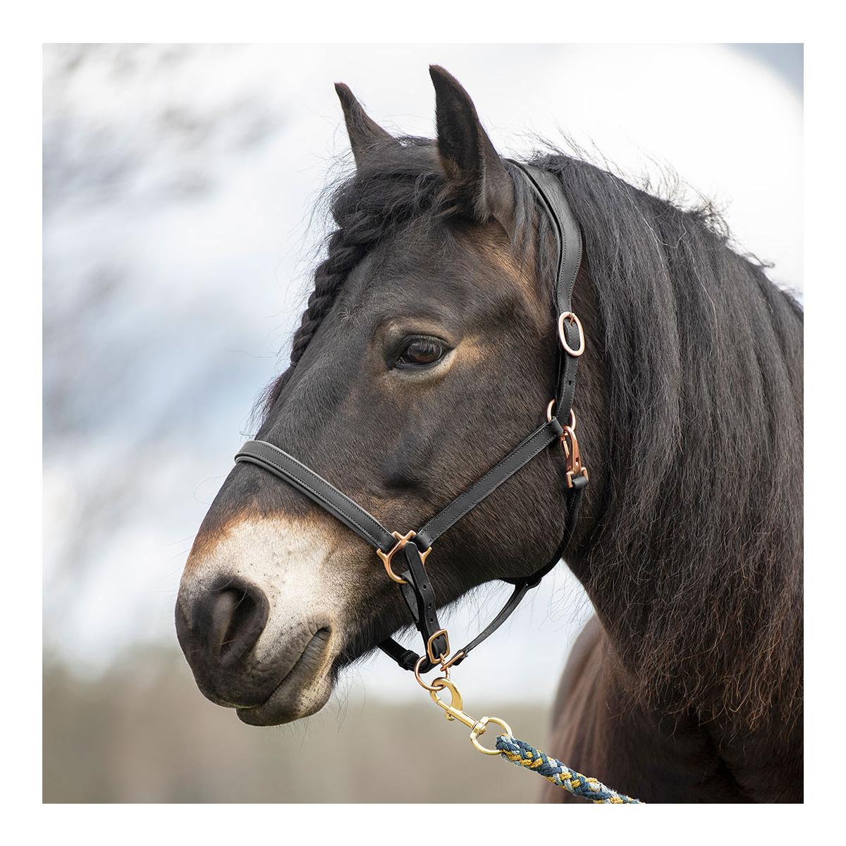 Elegantes Lederhalfter aus Fettleder Elegantes Lederhalfter aus Fettleder