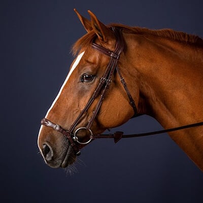 Hannoveranisch Hannoveranisch