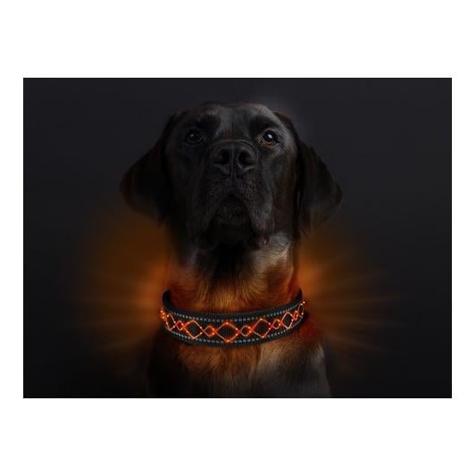 Collier lumineux pour chien "Beauty"