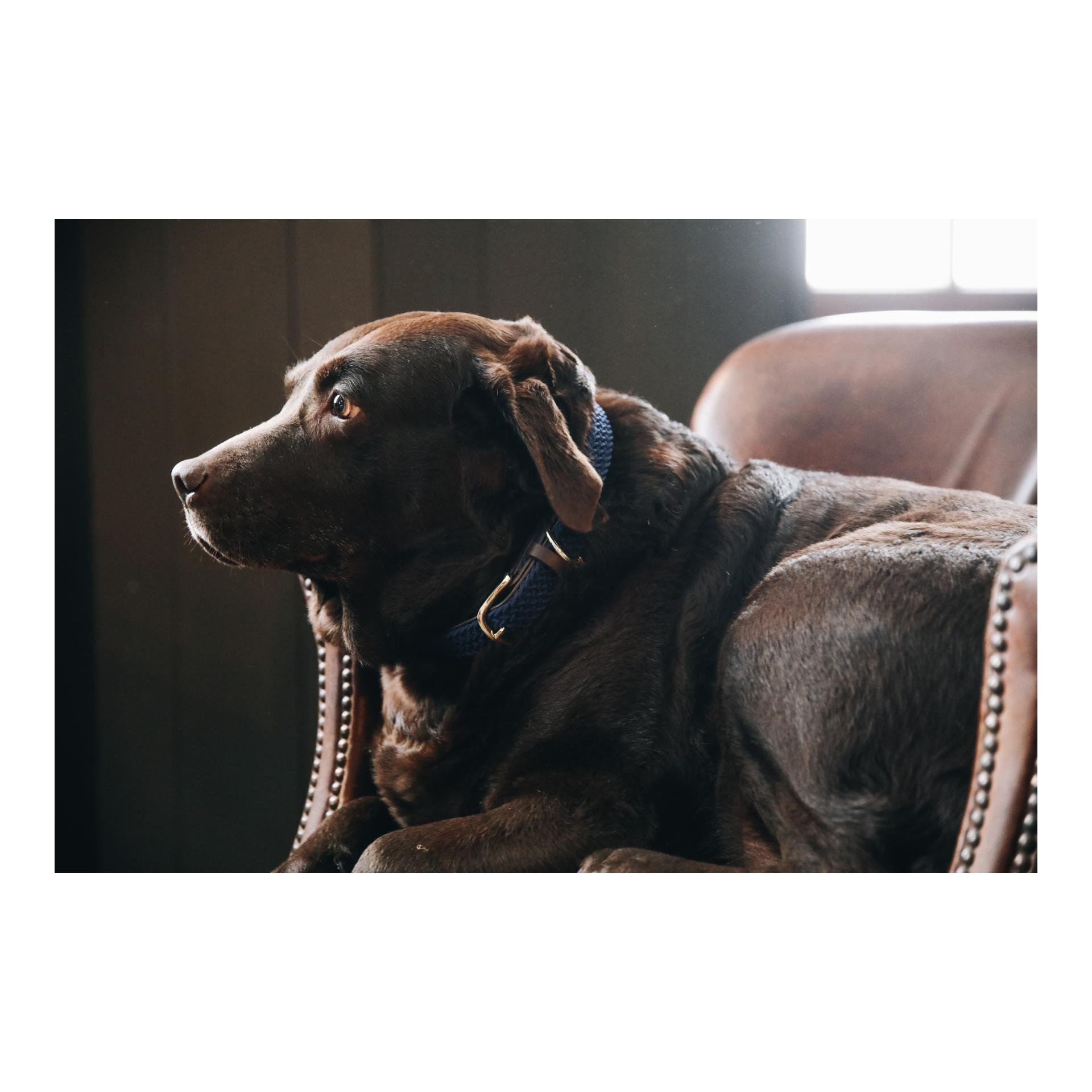 Hundehalsband Nylon geflochten - navy Hundehalsband Nylon geflochten - navy