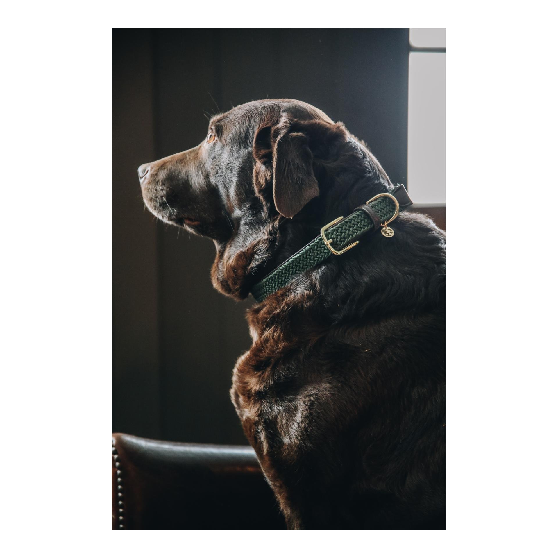 Hundehalsband Nylon geflochten - olive green Hundehalsband Nylon geflochten - olive green