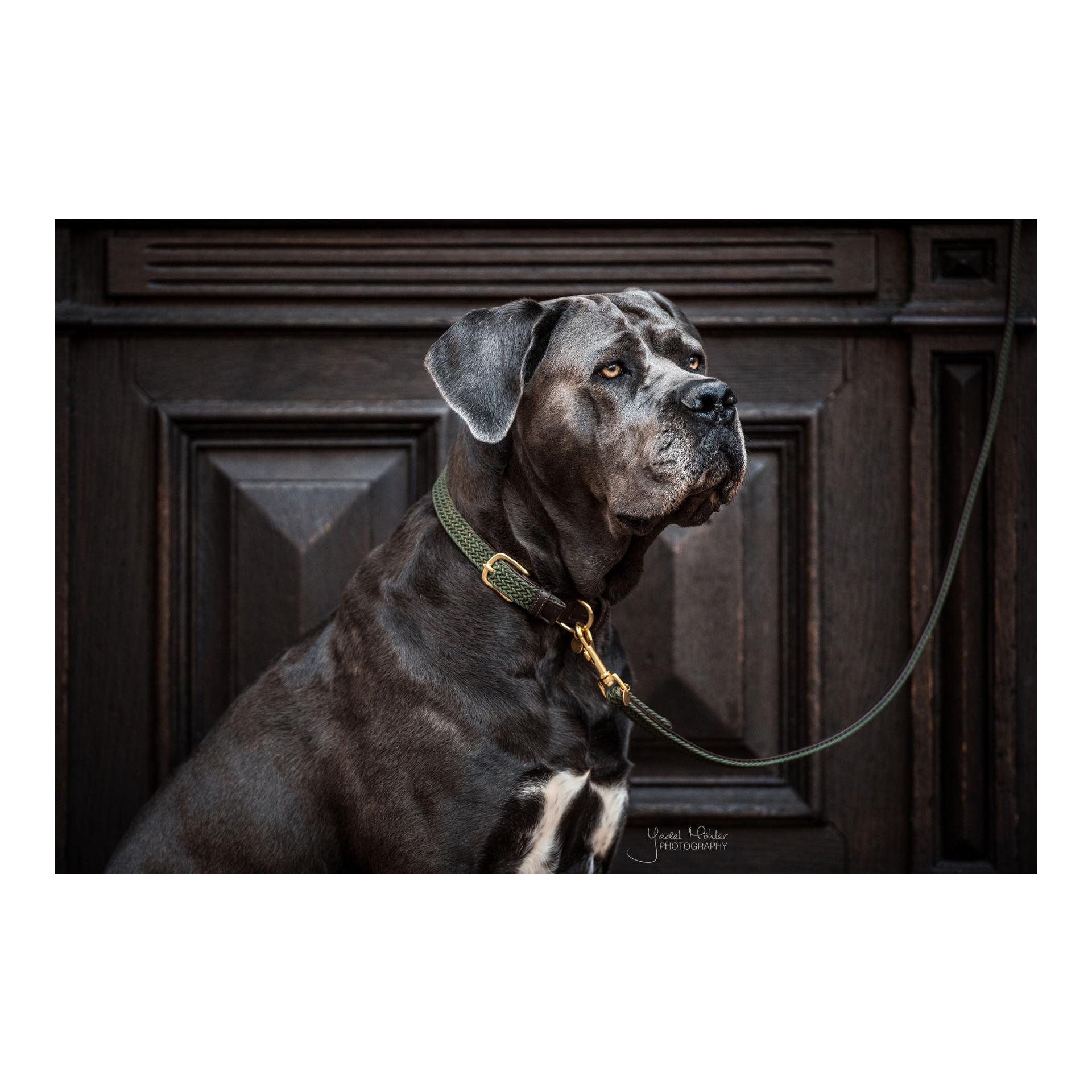 Hundehalsband Nylon geflochten - olive green Hundehalsband Nylon geflochten - olive green