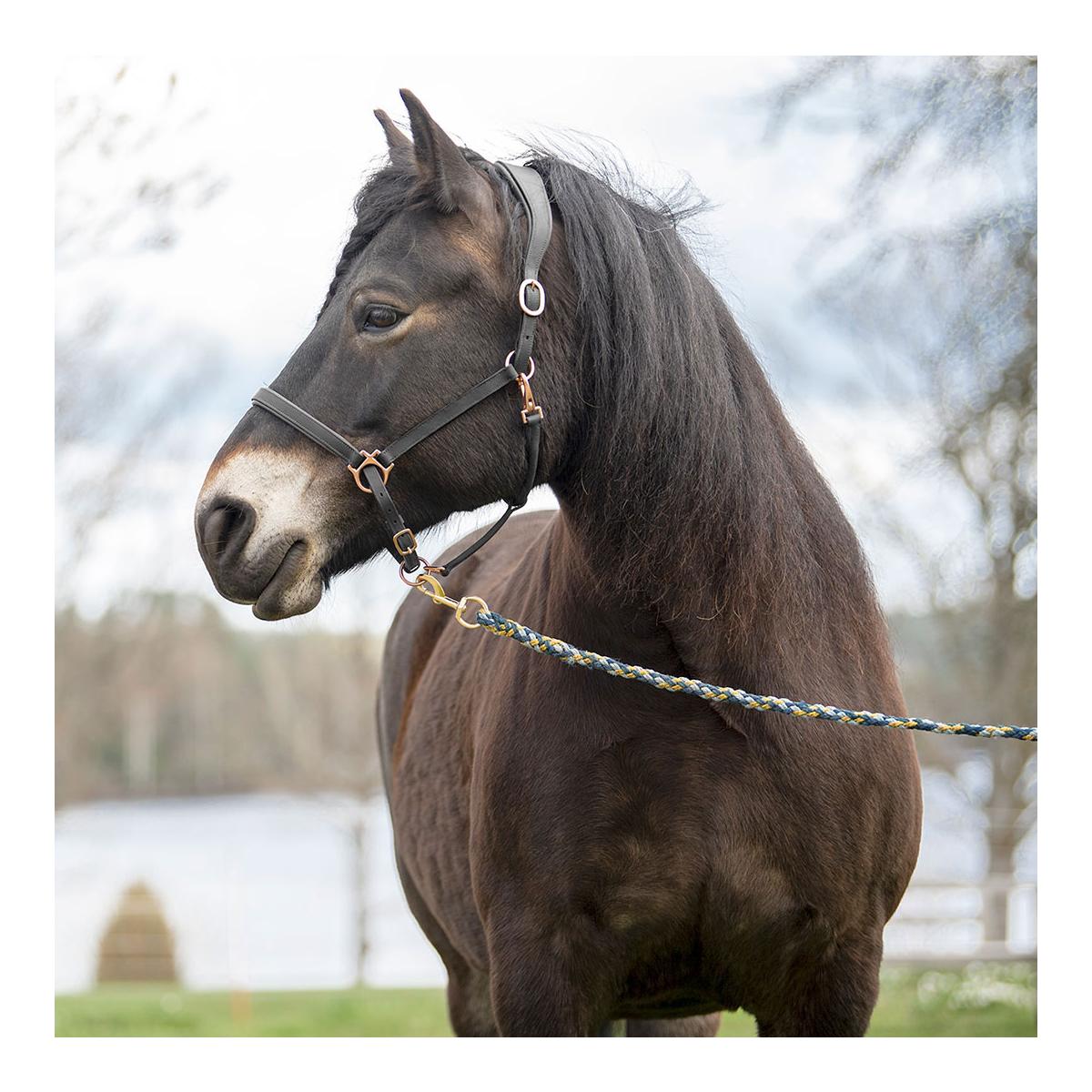 Elegantes Lederhalfter aus Fettleder Elegantes Lederhalfter aus Fettleder
