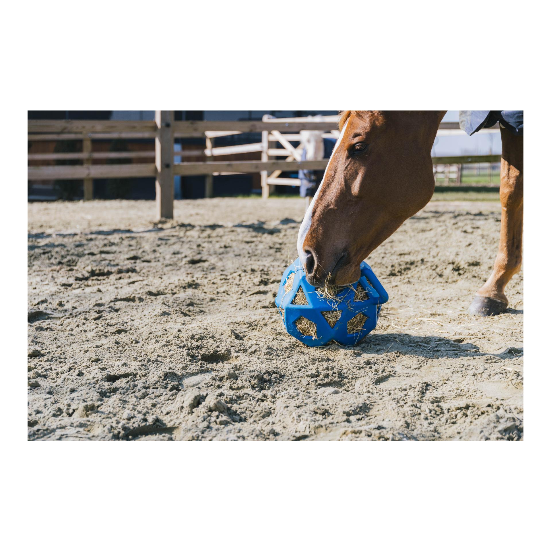 Relax Horse Spiel & Heuball Relax Horse Spiel & Heuball