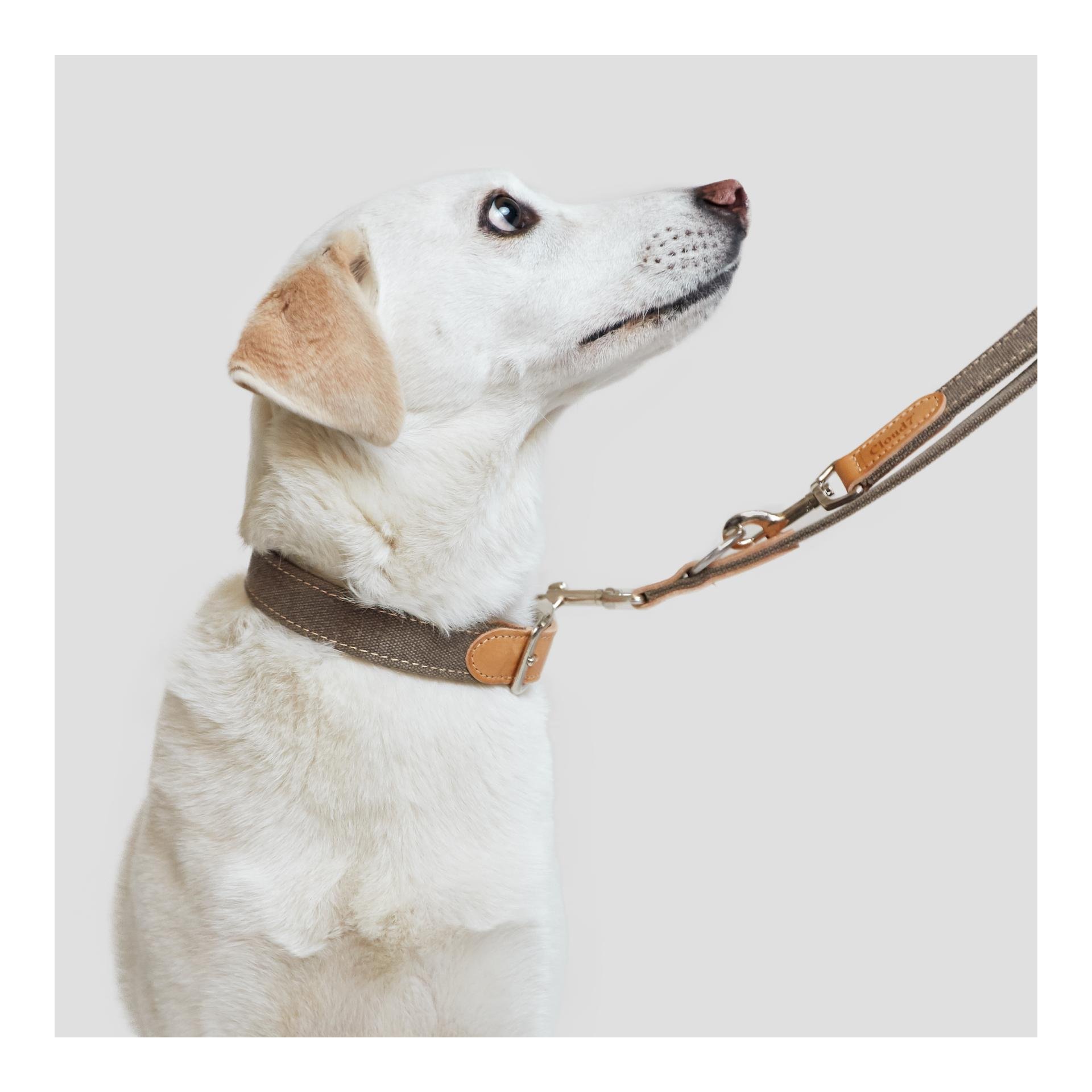 Hundehalsband Tivoli - grau Hundehalsband Tivoli - grau