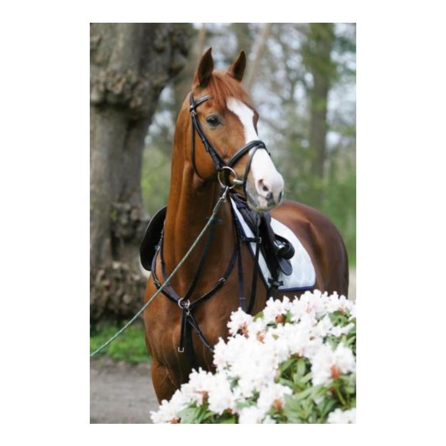 Vorderzeug Sidefit mit separat verschnallbarer Martingalgabel - schwarz/schwarz