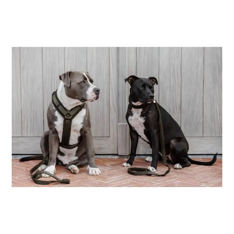 Hundehalsband Teddy Fleece