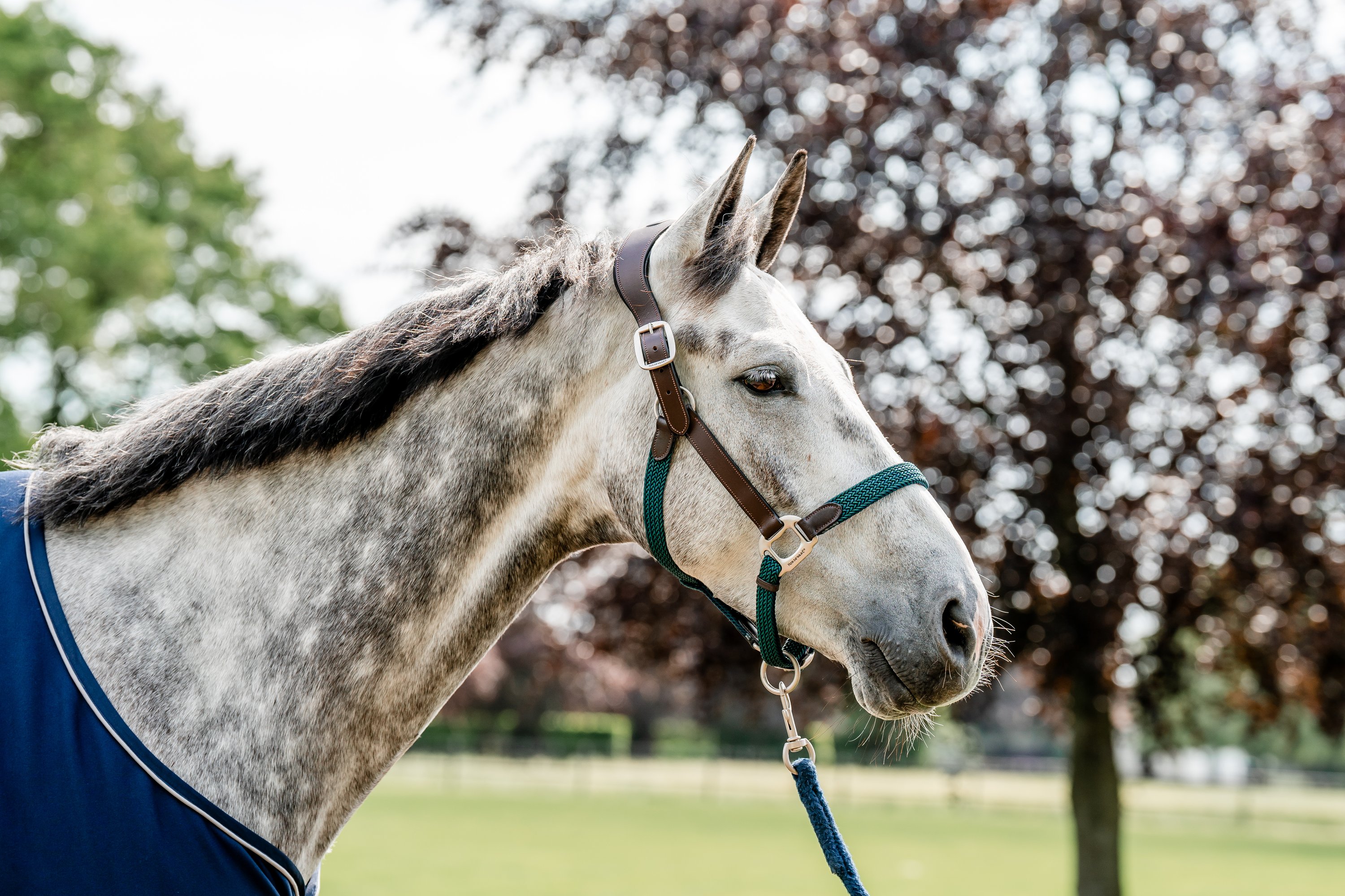 Halfter Signature Braided Halfter Signature Braided