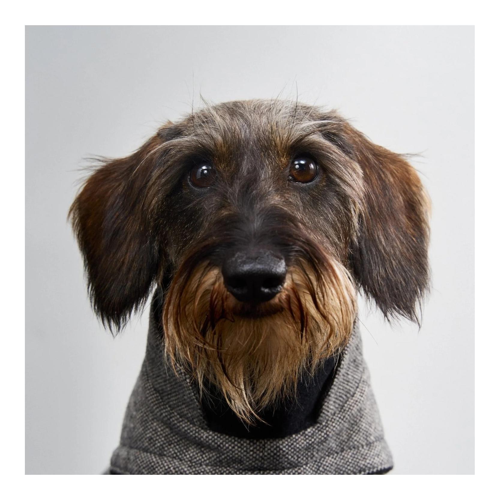 Winter Hundemantel Brooklyn Regulär