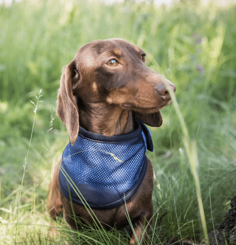 Cooling Bandana