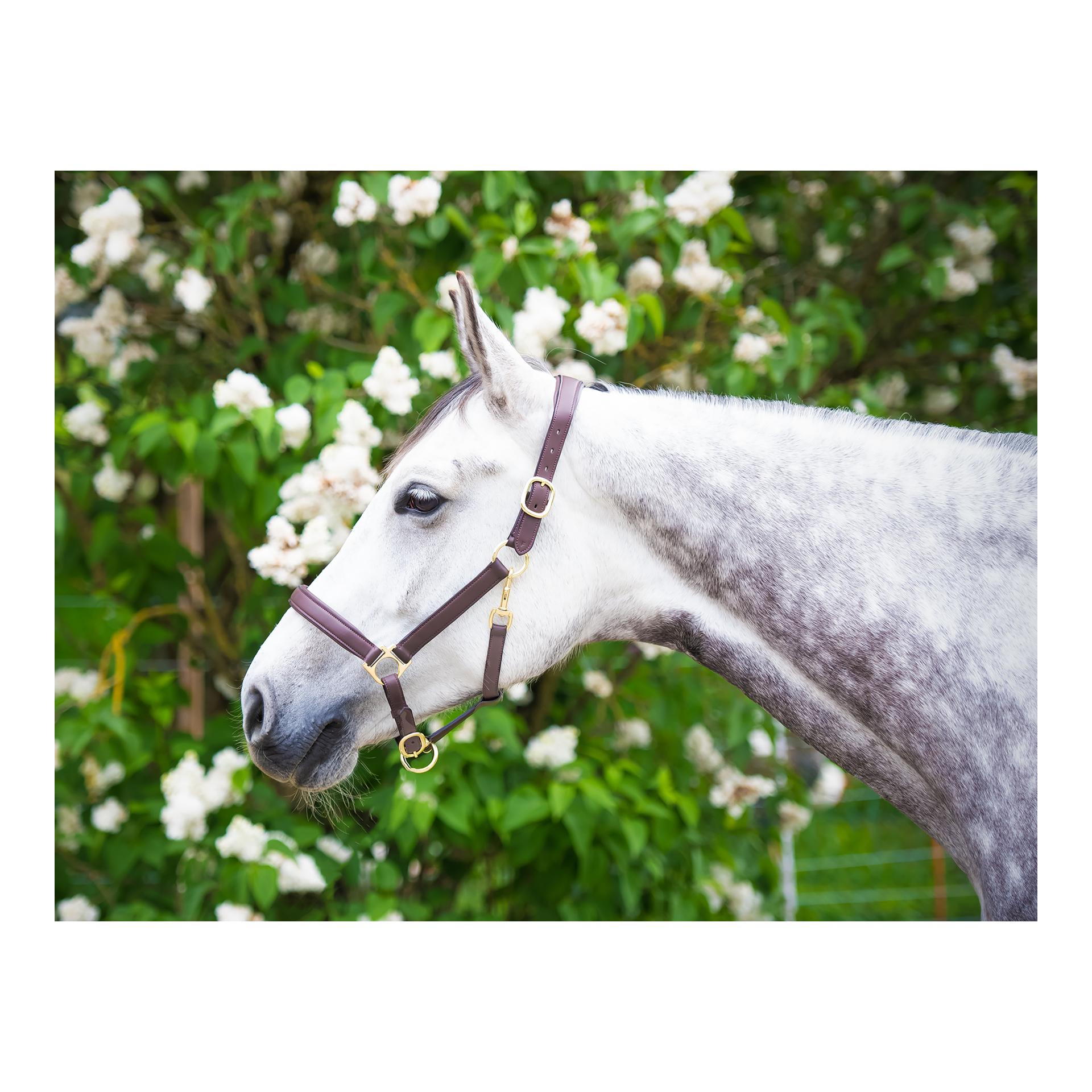 Halfter Mela Anatomical - braun/gold