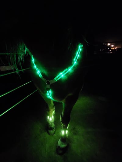 RS-ShopBanner_AnimalLight