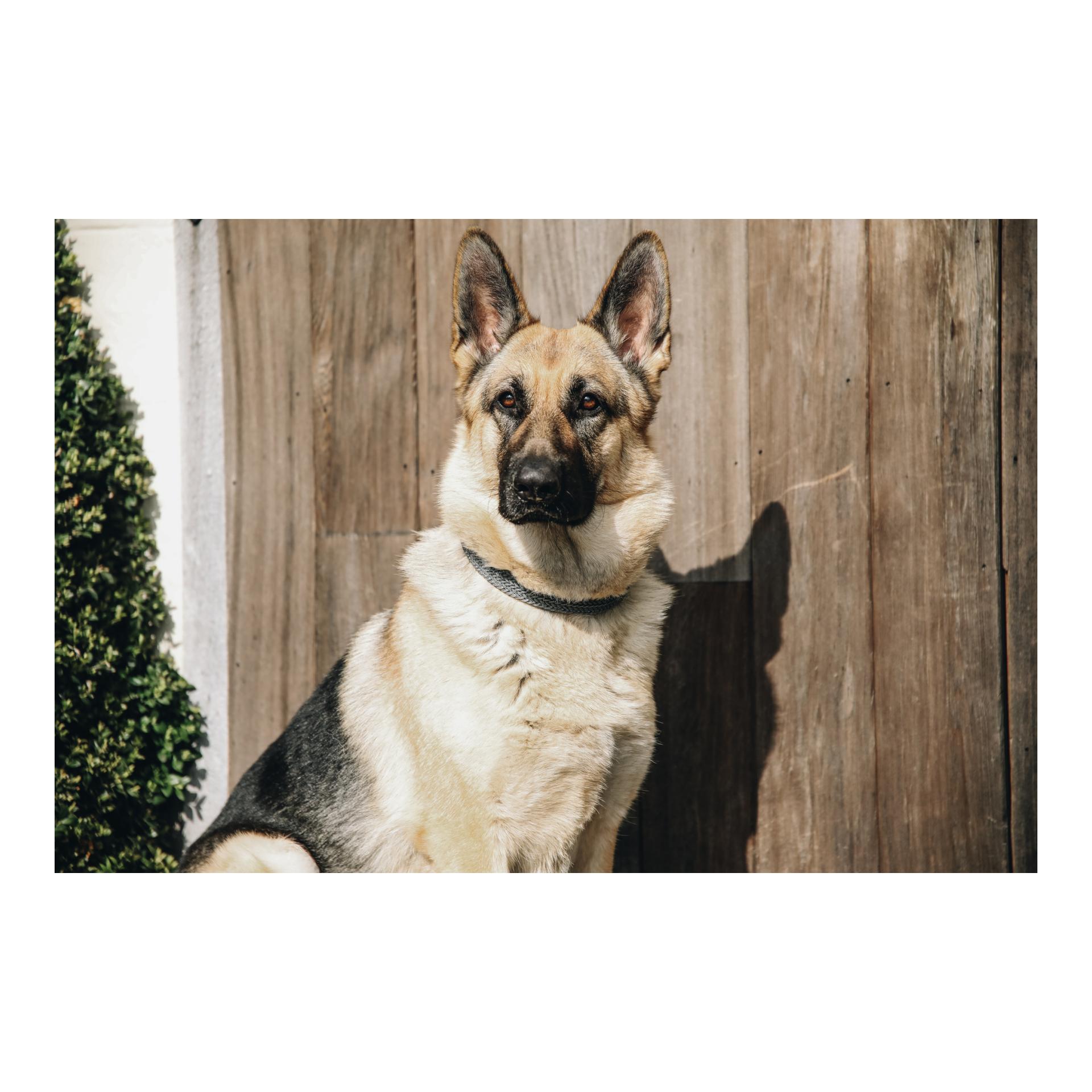 Hundehalsband Nylon geflochten - grau Hundehalsband Nylon geflochten - grau