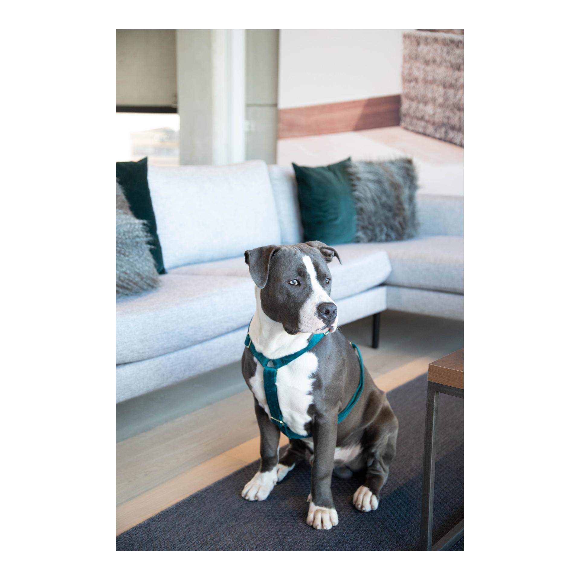 Hundegeschirr Loop Velvet - emerald Hundegeschirr Loop Velvet - emerald