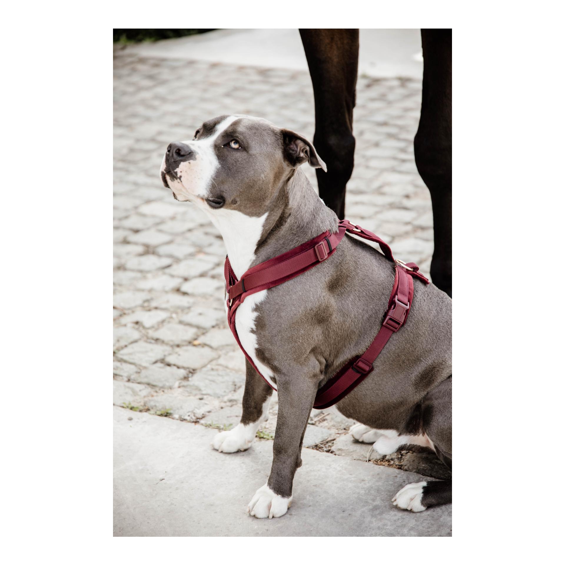Hundegeschirr Active Velvet Hundegeschirr Active Velvet