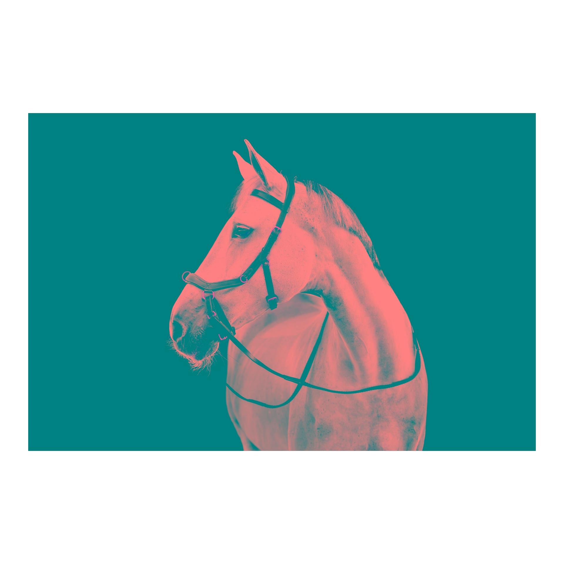 Horseware Zaum Micklem Multi