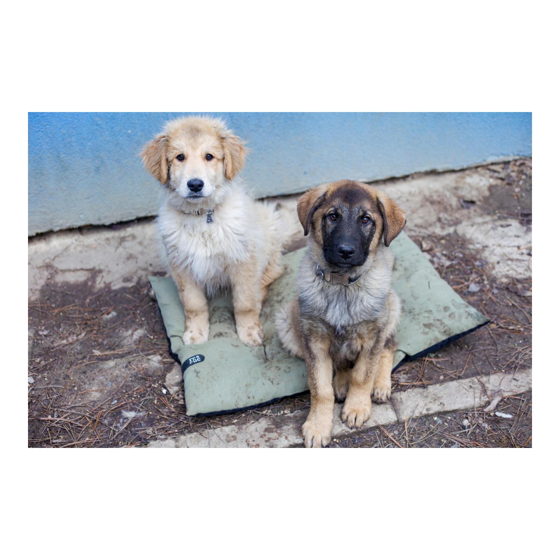 Cloud 7 Hundekissen RESC7UE