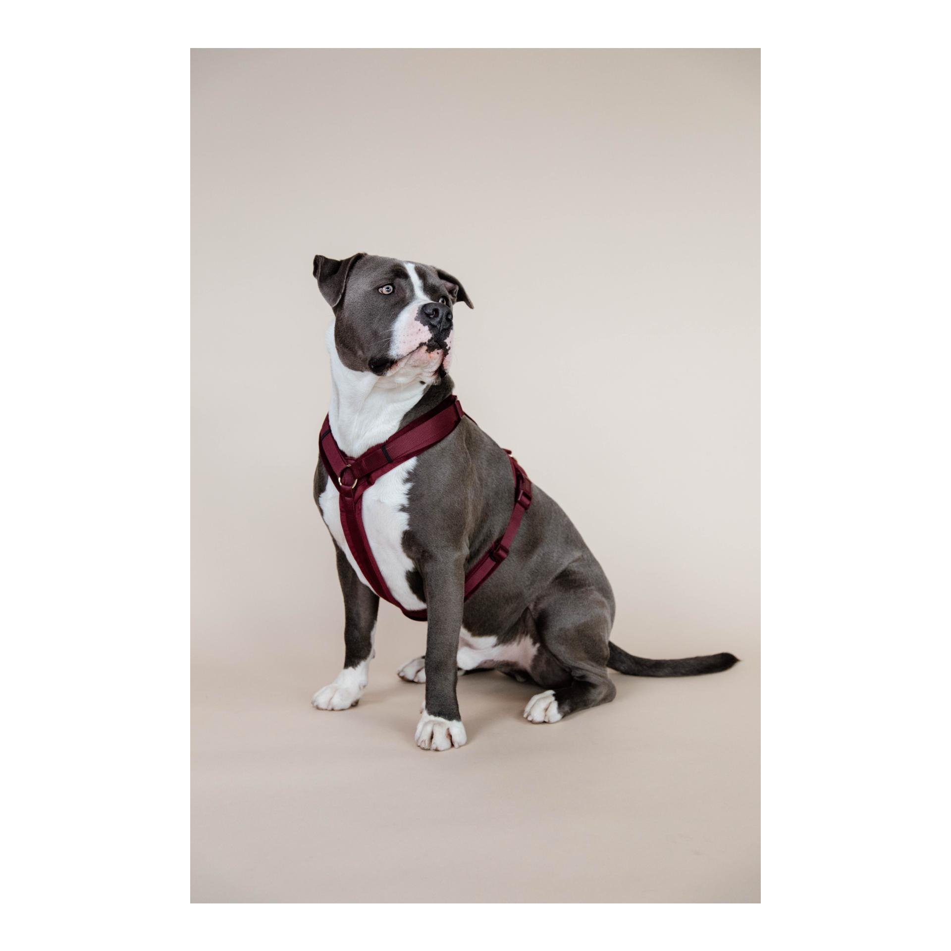 Hundegeschirr Active Velvet Hundegeschirr Active Velvet