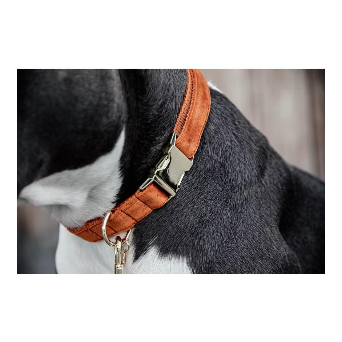 Hundehalsband velvet