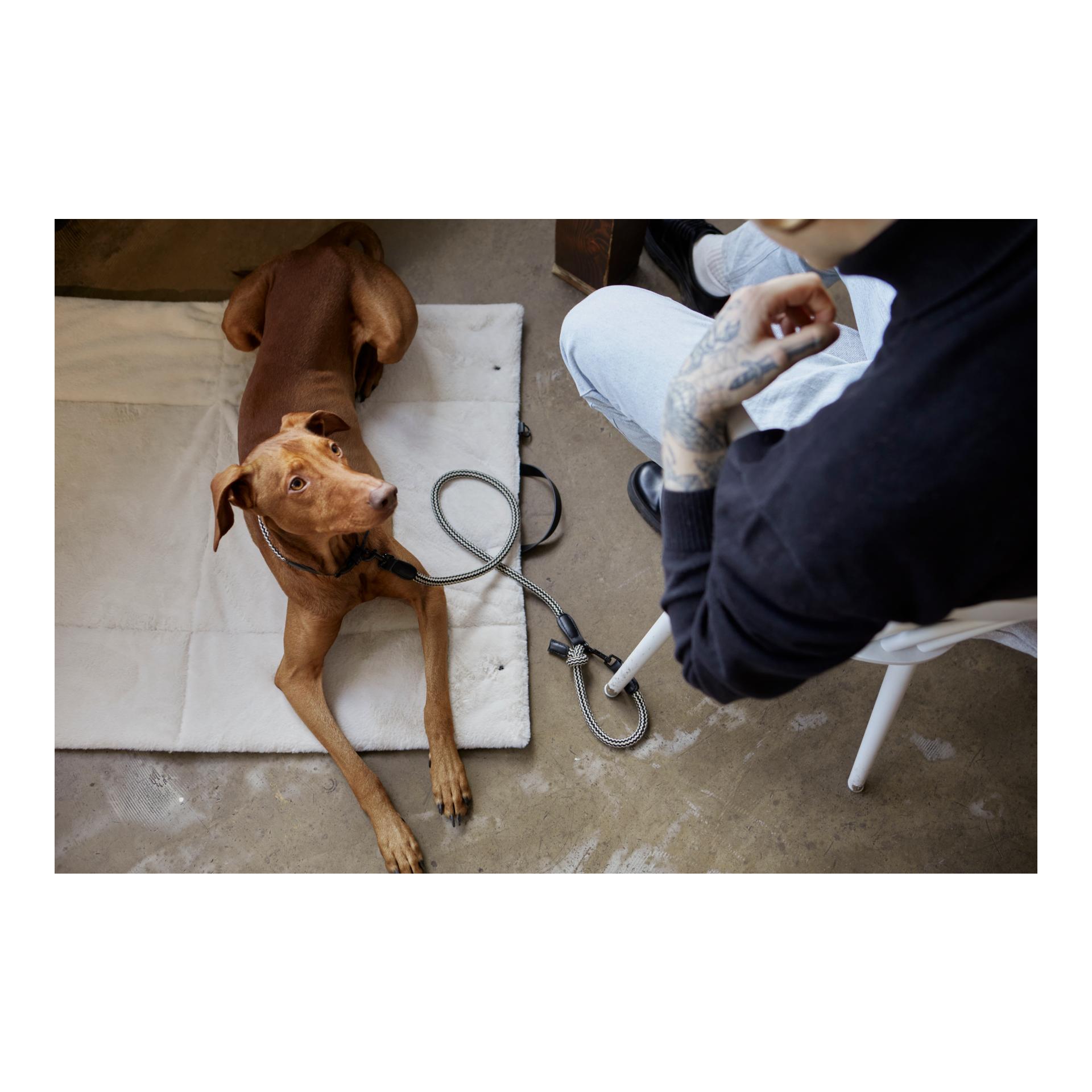 Cloud 7 Hundereisebett Canvas