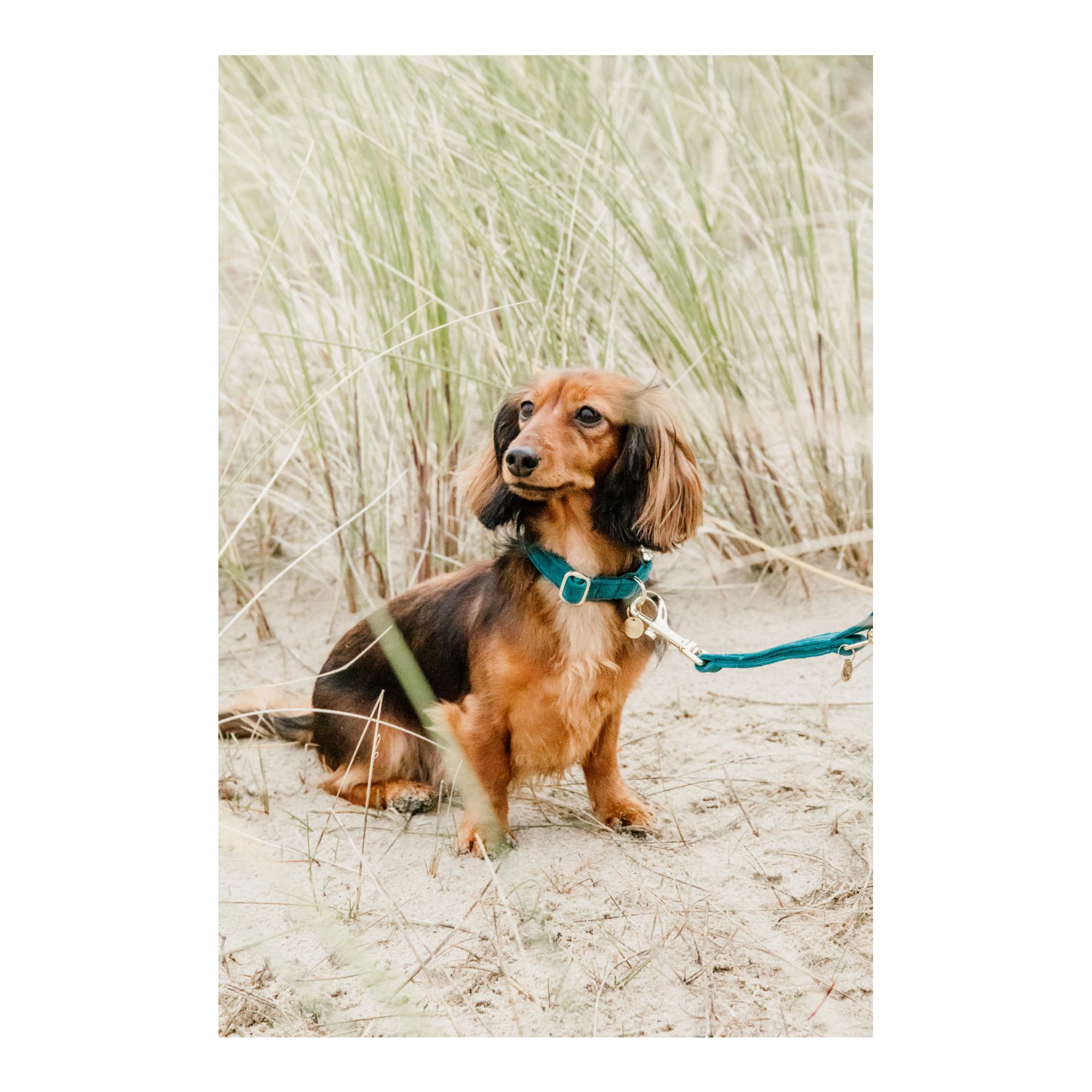 Hundehalsband Velvet - emerald Hundehalsband Velvet - emerald