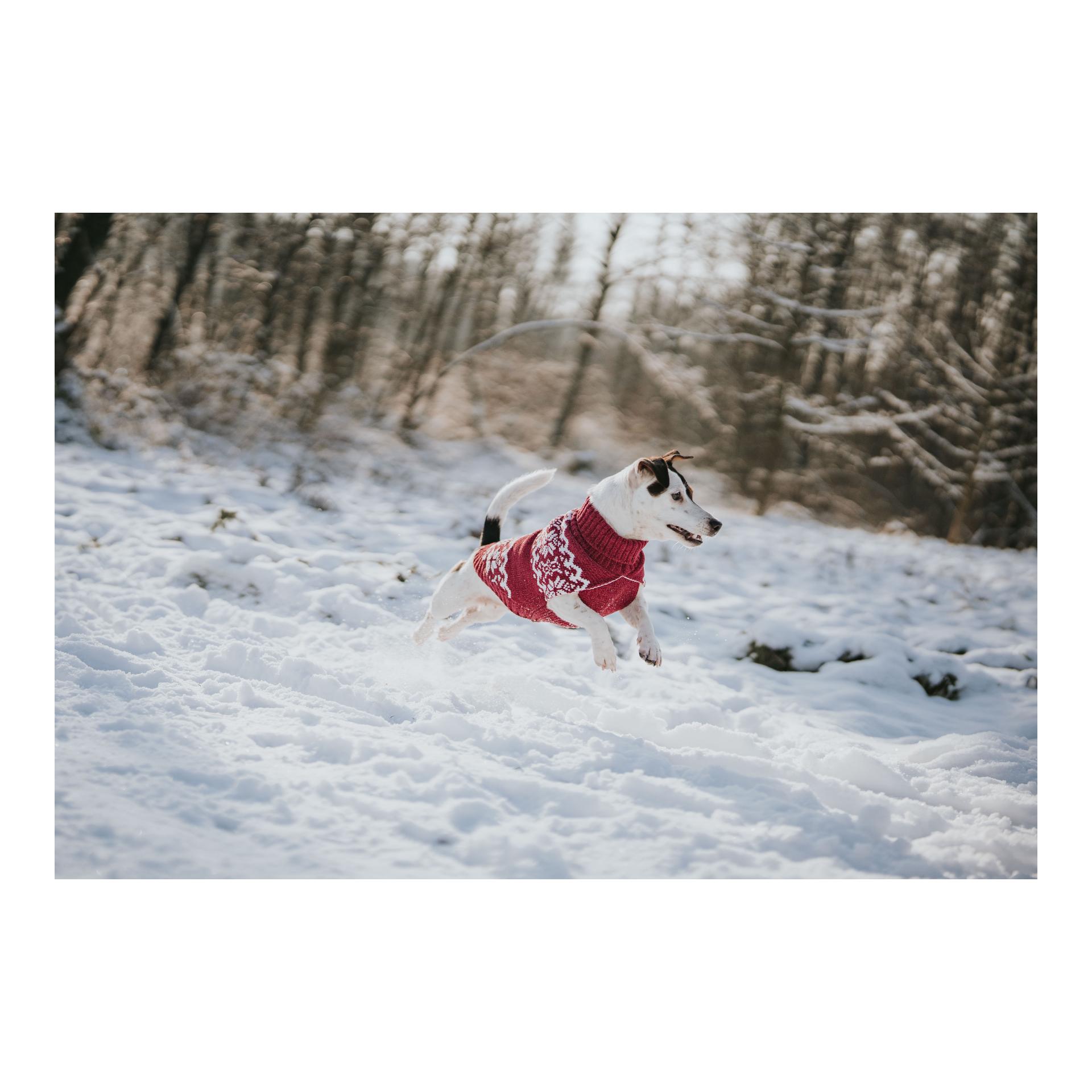 Hunter Pull pour chien Birka