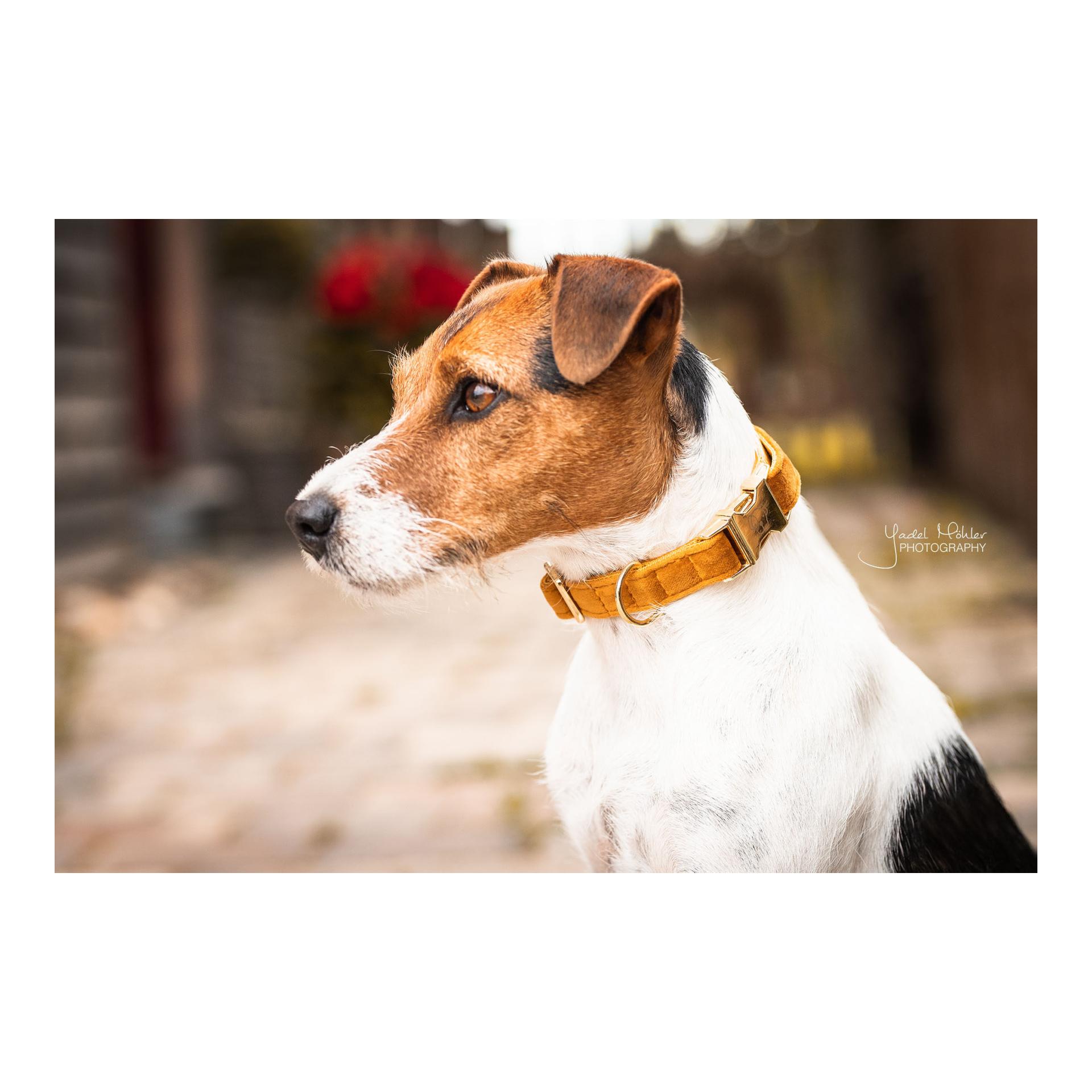 Hundehalsband Velvet - mustard Hundehalsband Velvet - mustard